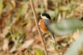 2022年1月4日(火) 舞岡公園の野鳥観察記録