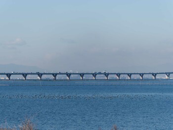 2022年1月4日(火) 金田さざなみ公園(千葉県木更津市)の野鳥観察記録