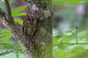 Japanese Scops Owl 八東ふる里の森 Sat, 7/1/2017