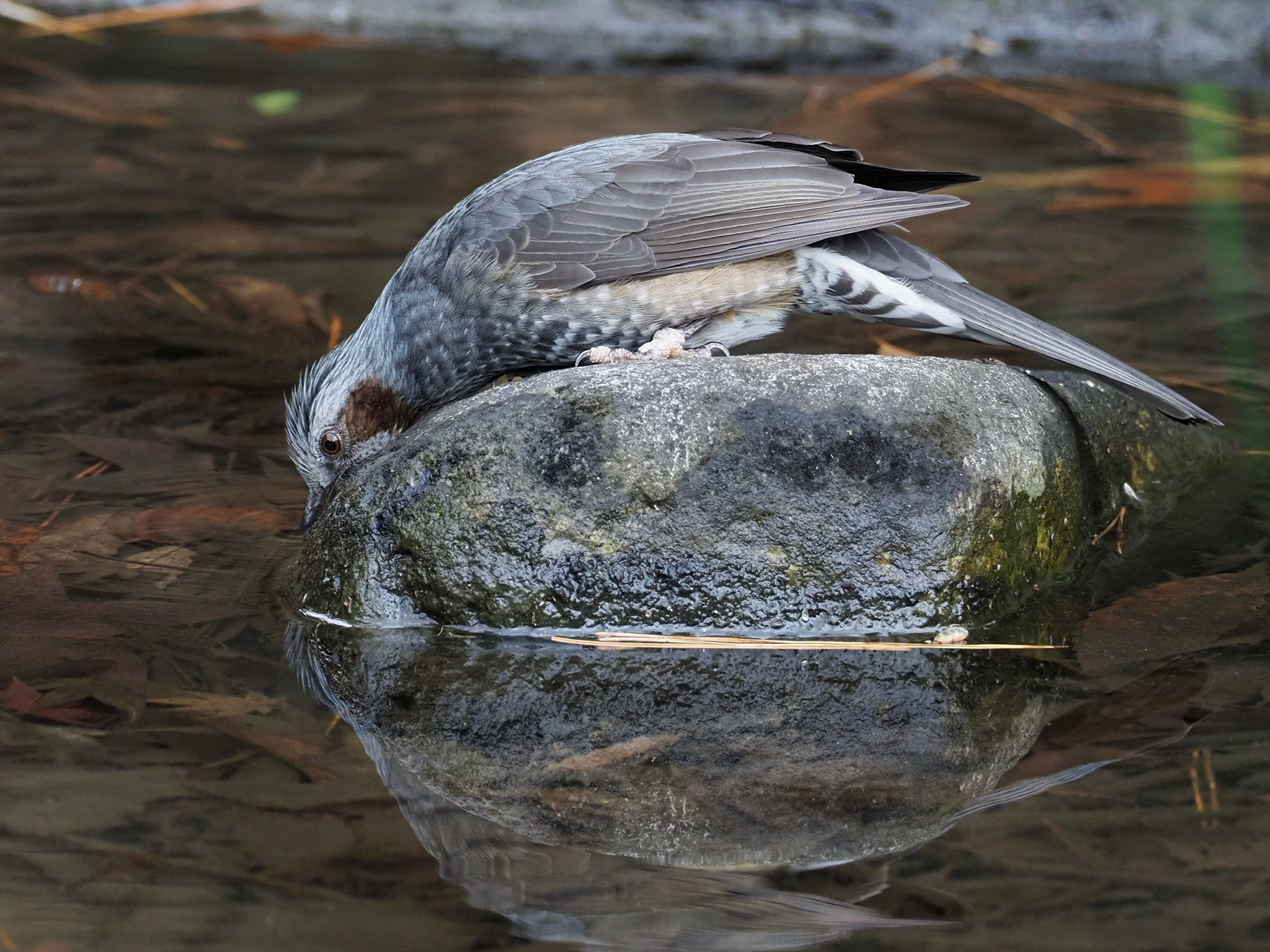 秋葉公園 ヒヨドリの写真 by unjun