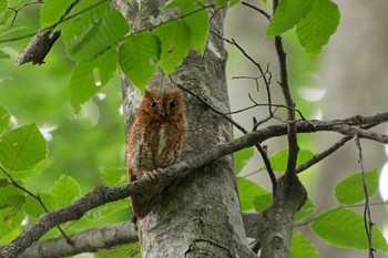 Oriental Scops Owl 八東ふる里の森 Sat, 7/1/2017