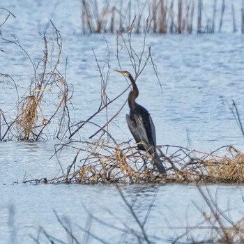 Oriental Darter Bueng Boraphet Bird Park Thu, 12/30/2021