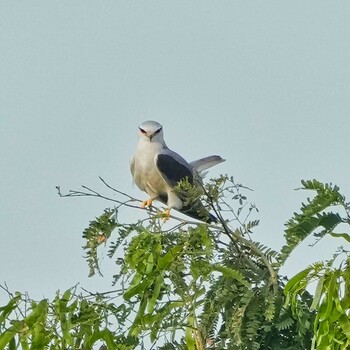 Black-winged Kite Bueng Boraphet Bird Park Thu, 12/30/2021