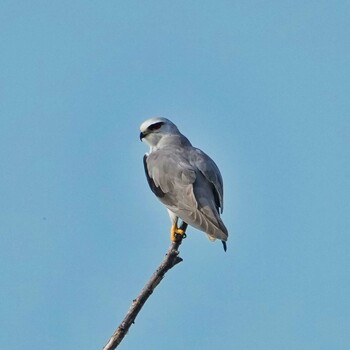 Black-winged Kite Bueng Boraphet Bird Park Thu, 12/30/2021