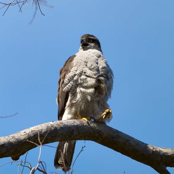 Eurasian Goshawk 東京都 Thu, 4/18/2019