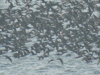 2021年12月30日(木) 浜名湖の野鳥観察記録