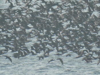 Japanese Cormorant 浜名湖 Thu, 12/30/2021