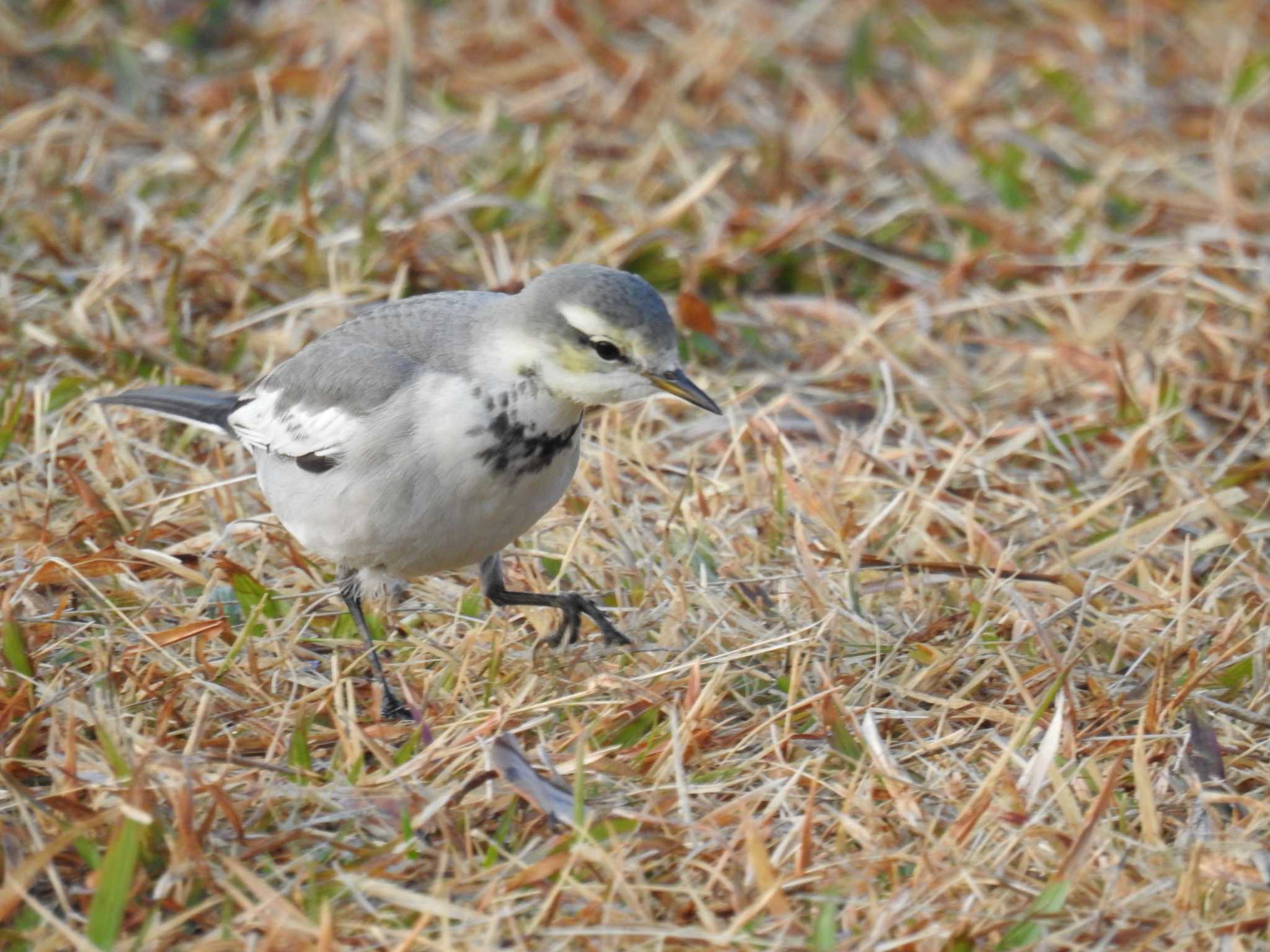 White Wagtail