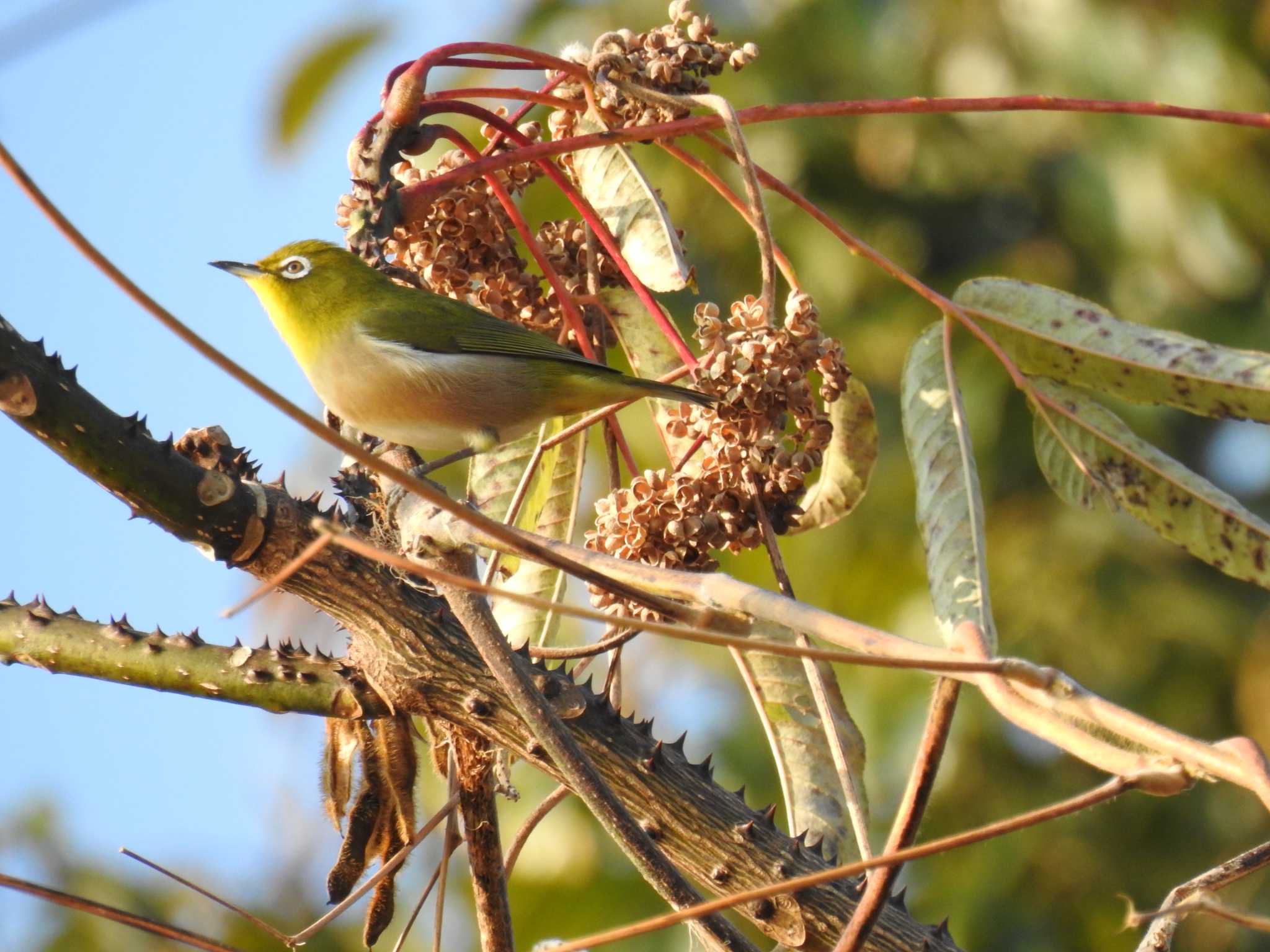 Warbling White-eye