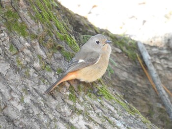 2021年12月30日(木) 岡崎公園の野鳥観察記録
