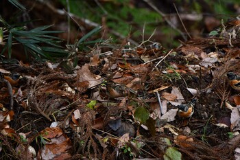 2021年12月25日(土) 福島市小鳥の森の野鳥観察記録