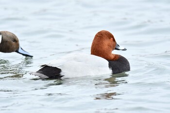 Common Pochard あぶくま親水公園 Sat, 12/25/2021