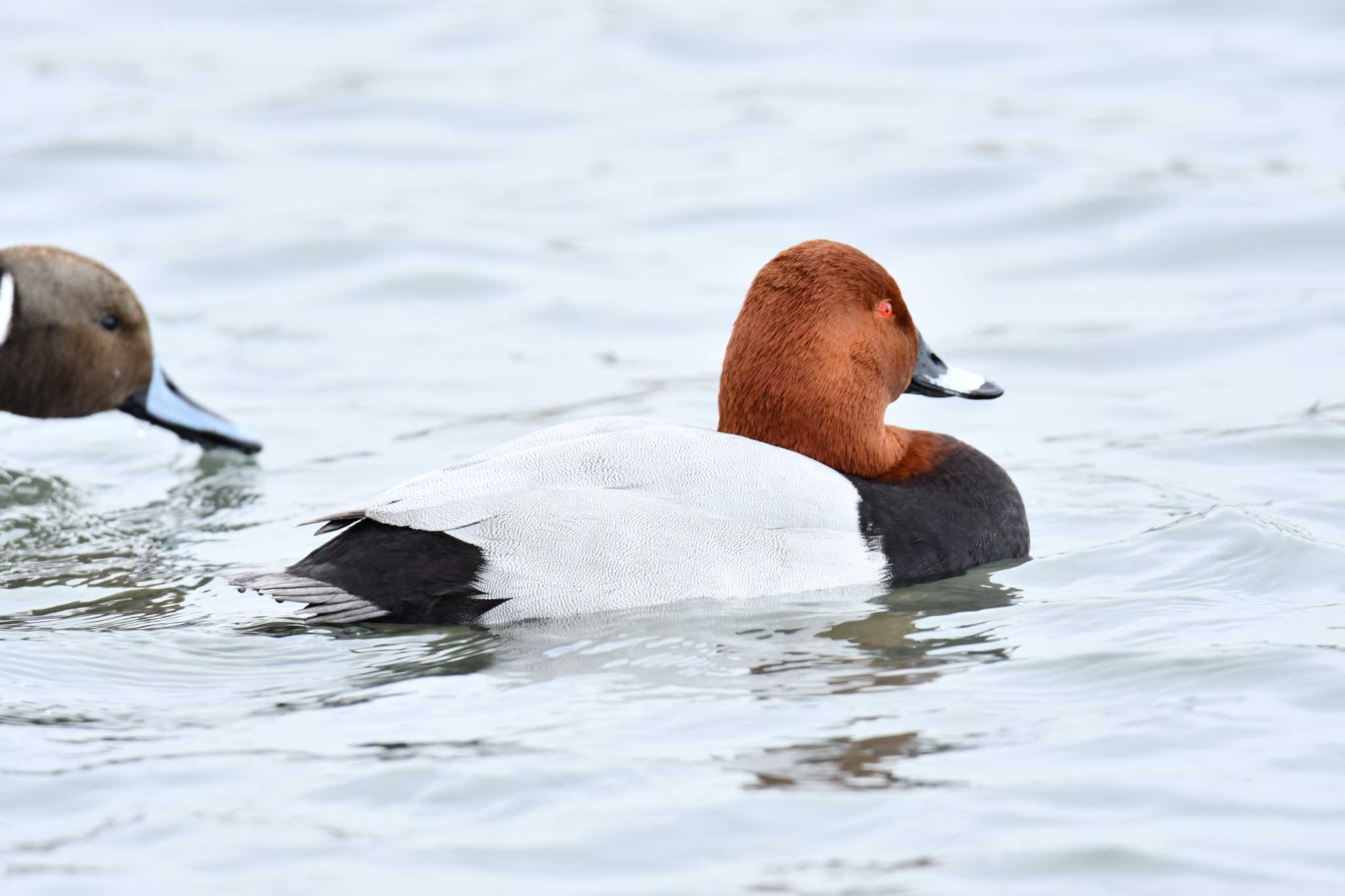 Photo of Common Pochard at あぶくま親水公園 by のぶ