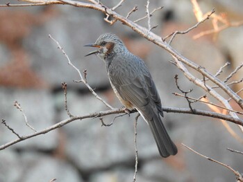 2021年12月30日(木) 名古屋城の野鳥観察記録