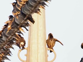 2022年1月2日(日) 茨城県の野鳥観察記録