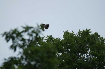 Common Cuckoo 阿蘇高原 Sun, 7/2/2017