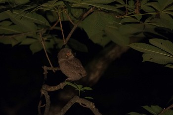 Japanese Scops Owl 八東ふる里の森 Sat, 7/1/2017