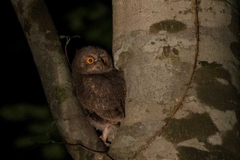 Japanese Scops Owl 八東ふる里の森 Sat, 7/1/2017