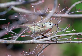 キクイタダキ 井頭公園 2021年12月30日(木)