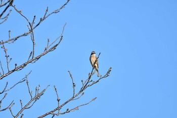 2021年12月30日(木) 鉾田北浦の野鳥観察記録