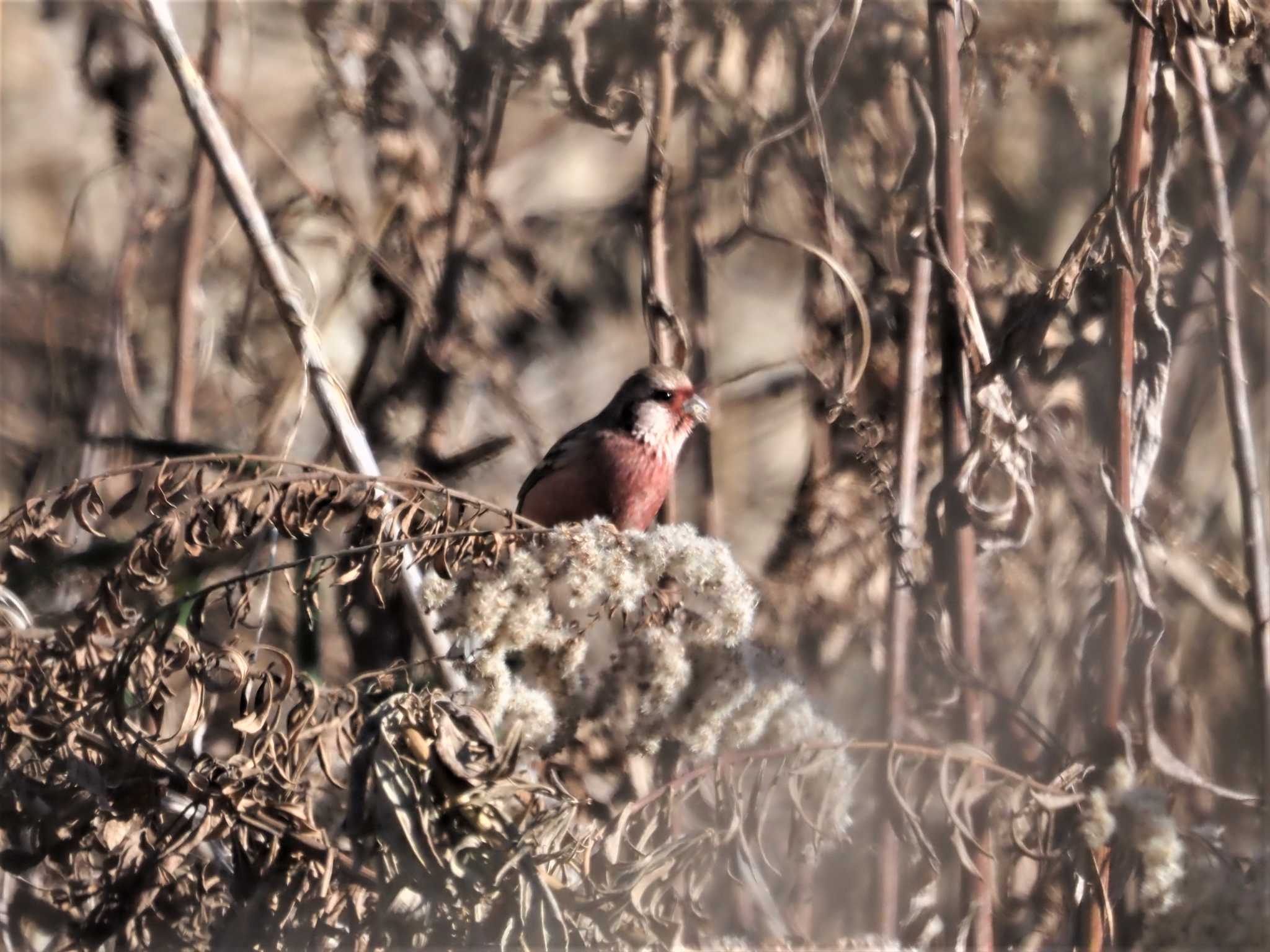 Siberian Long-tailed Rosefinch