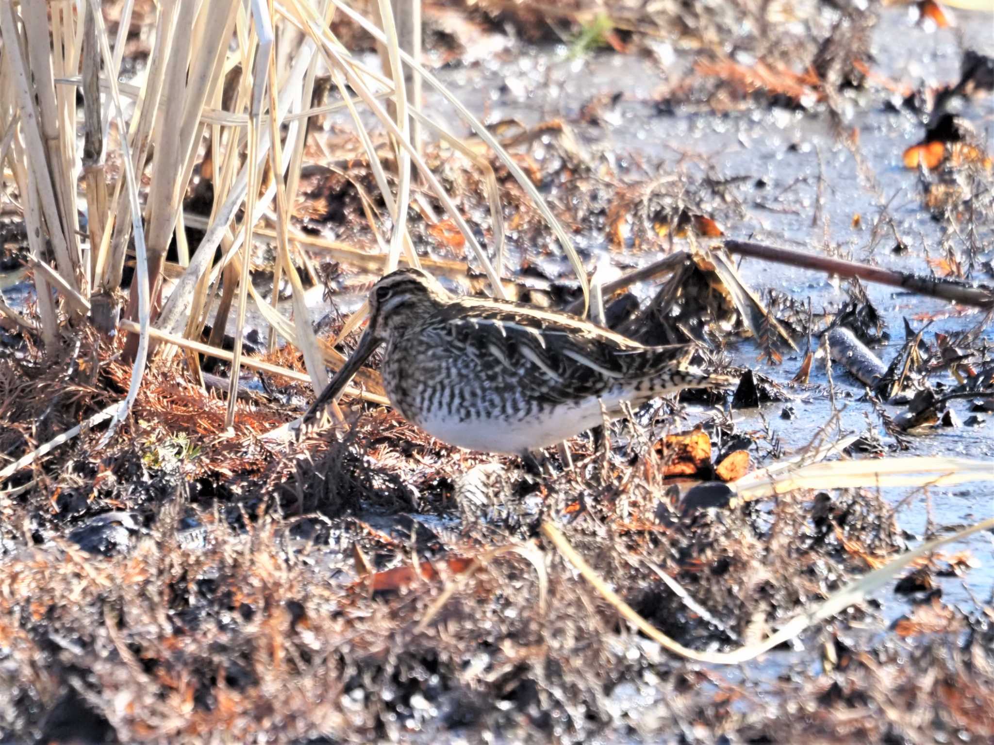 Common Snipe