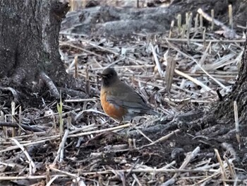 Wed, 1/5/2022 Birding report at Mizumoto Park