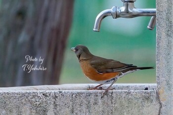 2022年1月5日(水) 八尾市の野鳥観察記録