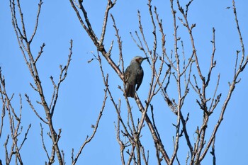 2021年12月30日(木) 妙岐ノ鼻の野鳥観察記録