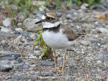 コチドリ 東京港野鳥公園 2017年6月18日(日)