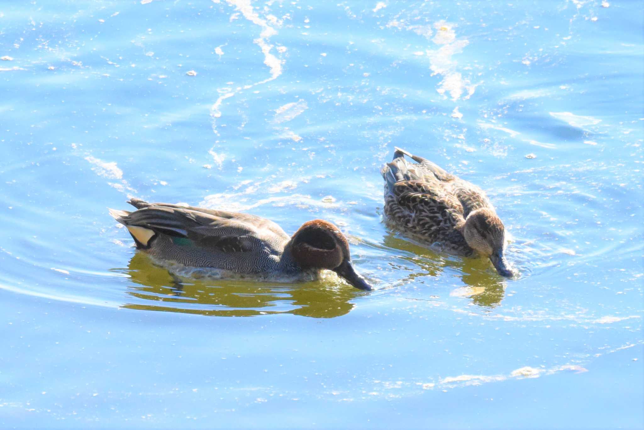 Eurasian Teal