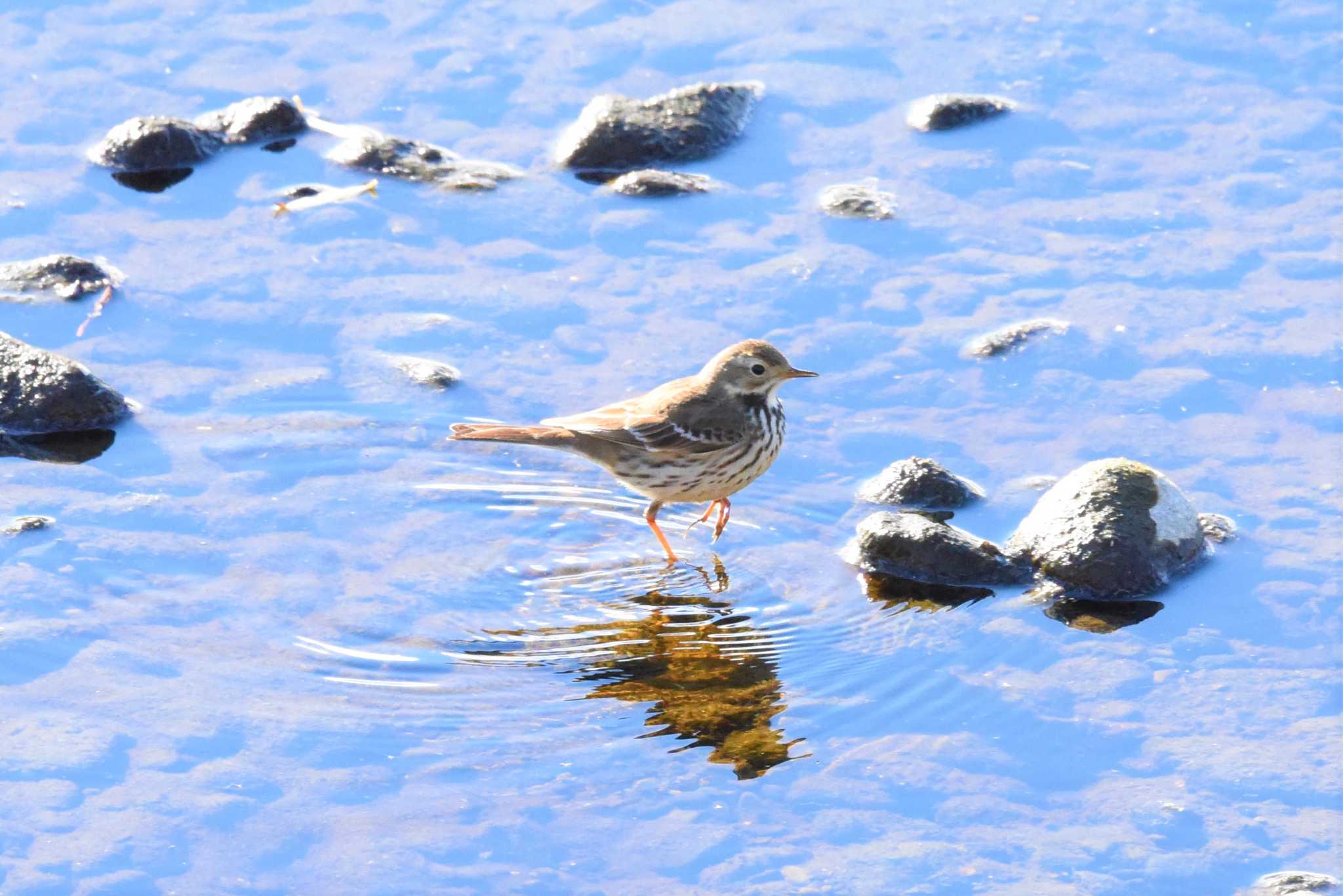 Water Pipit