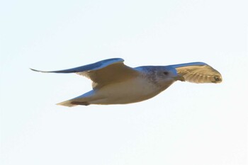 Tue, 1/4/2022 Birding report at 多摩川左岸(兵庫島~六郷土手)