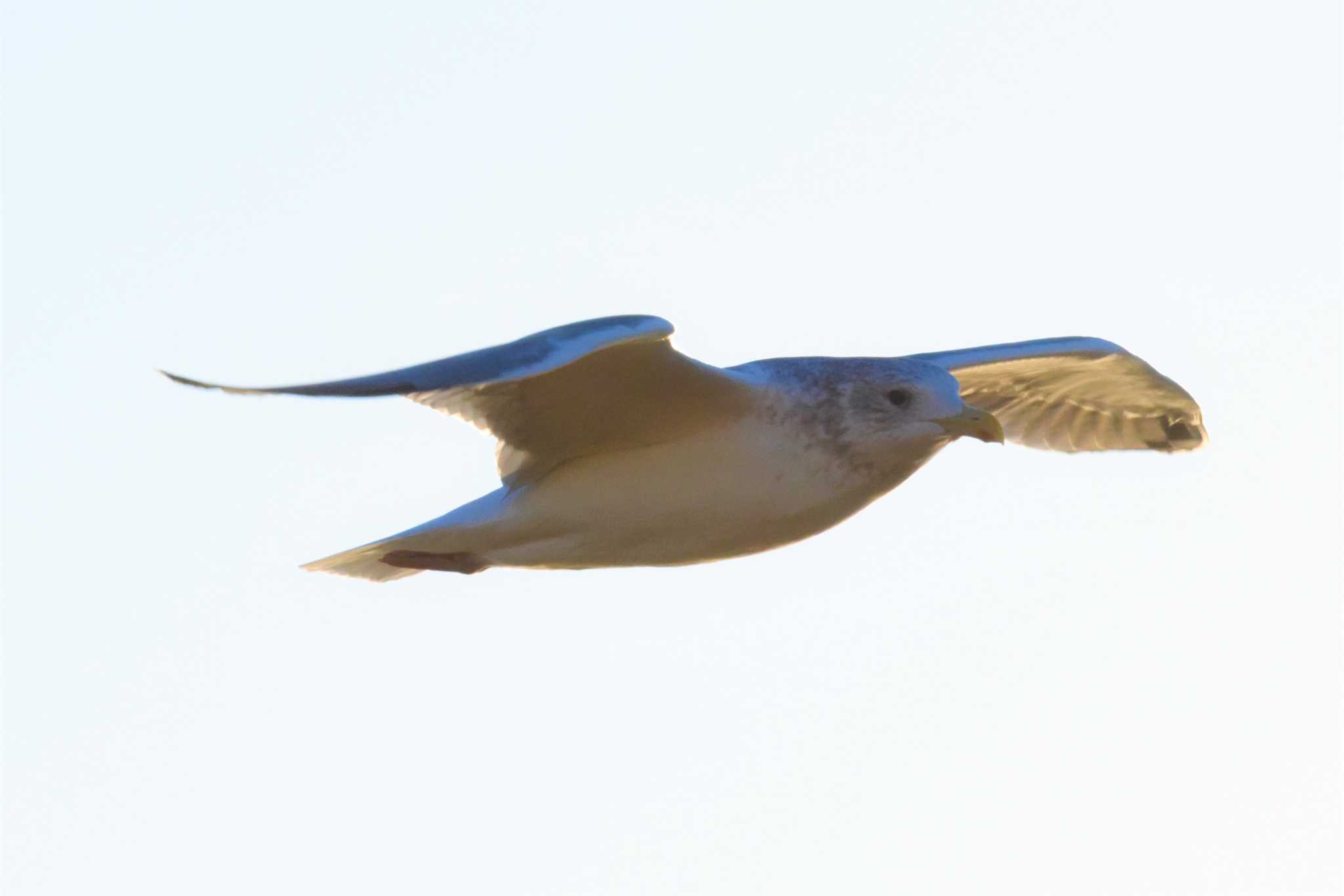 Vega Gull