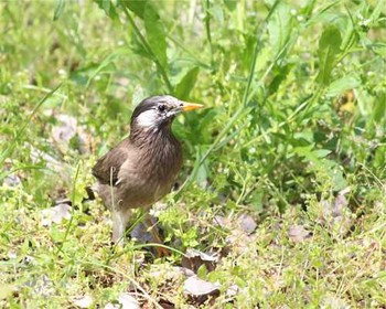 White-cheeked Starling Tokyo Port Wild Bird Park Sun, 6/18/2017