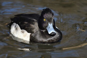 Tufted Duck 徳生公園 Tue, 1/4/2022