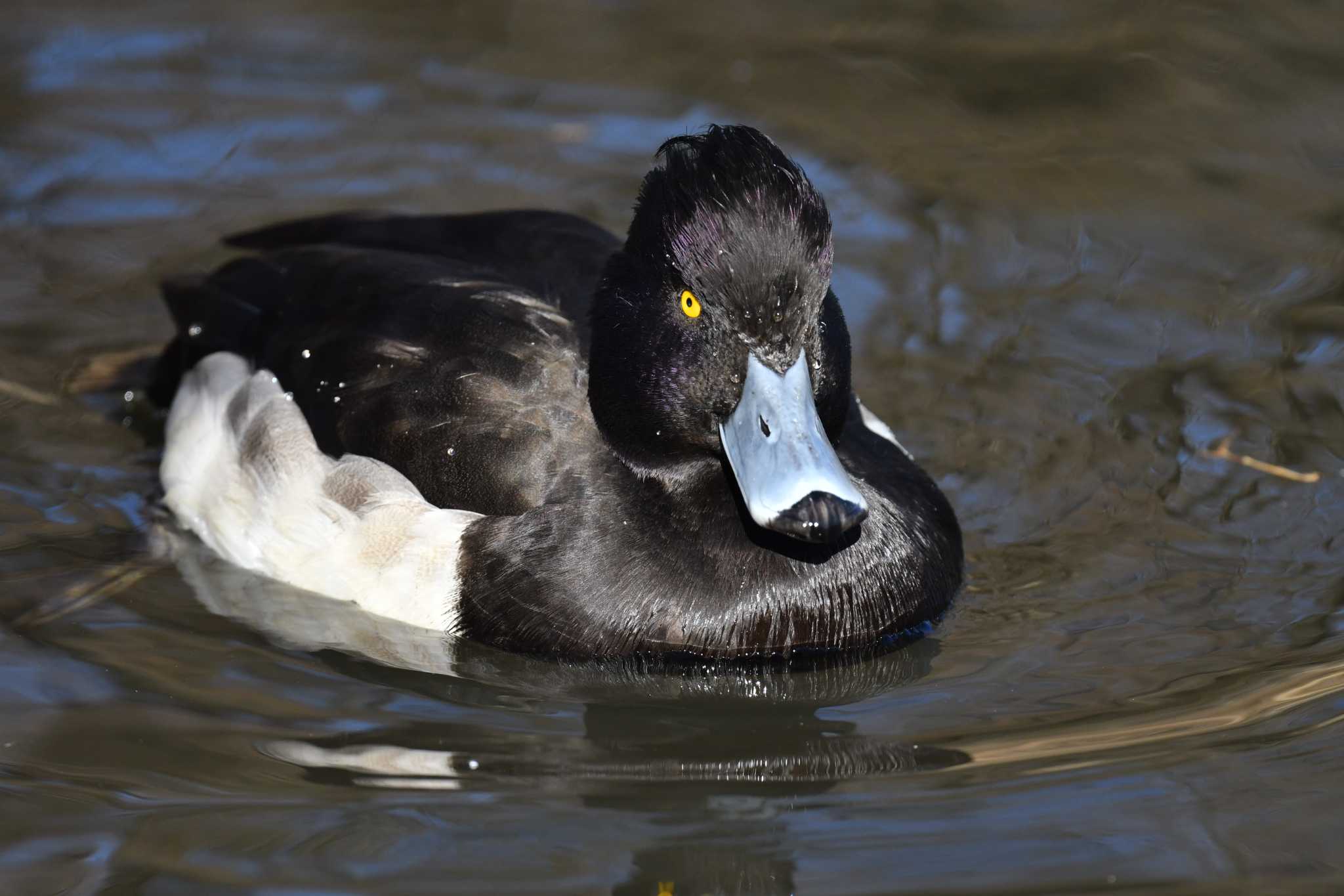 Photo of Tufted Duck at 徳生公園 by tantan