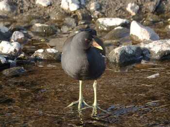 Common Moorhen 江津湖 Tue, 1/4/2022