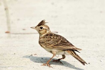 Eurasian Skylark Yoyogi Park Tue, 7/4/2017