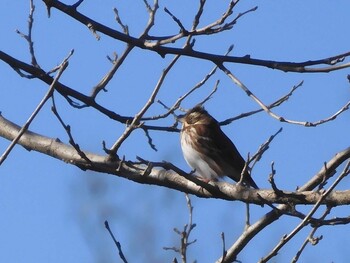 Rustic Bunting 北浅川 Wed, 1/5/2022