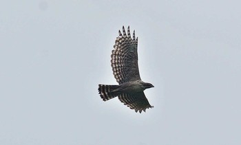 Mountain Hawk-Eagle Unknown Spots Thu, 6/29/2017