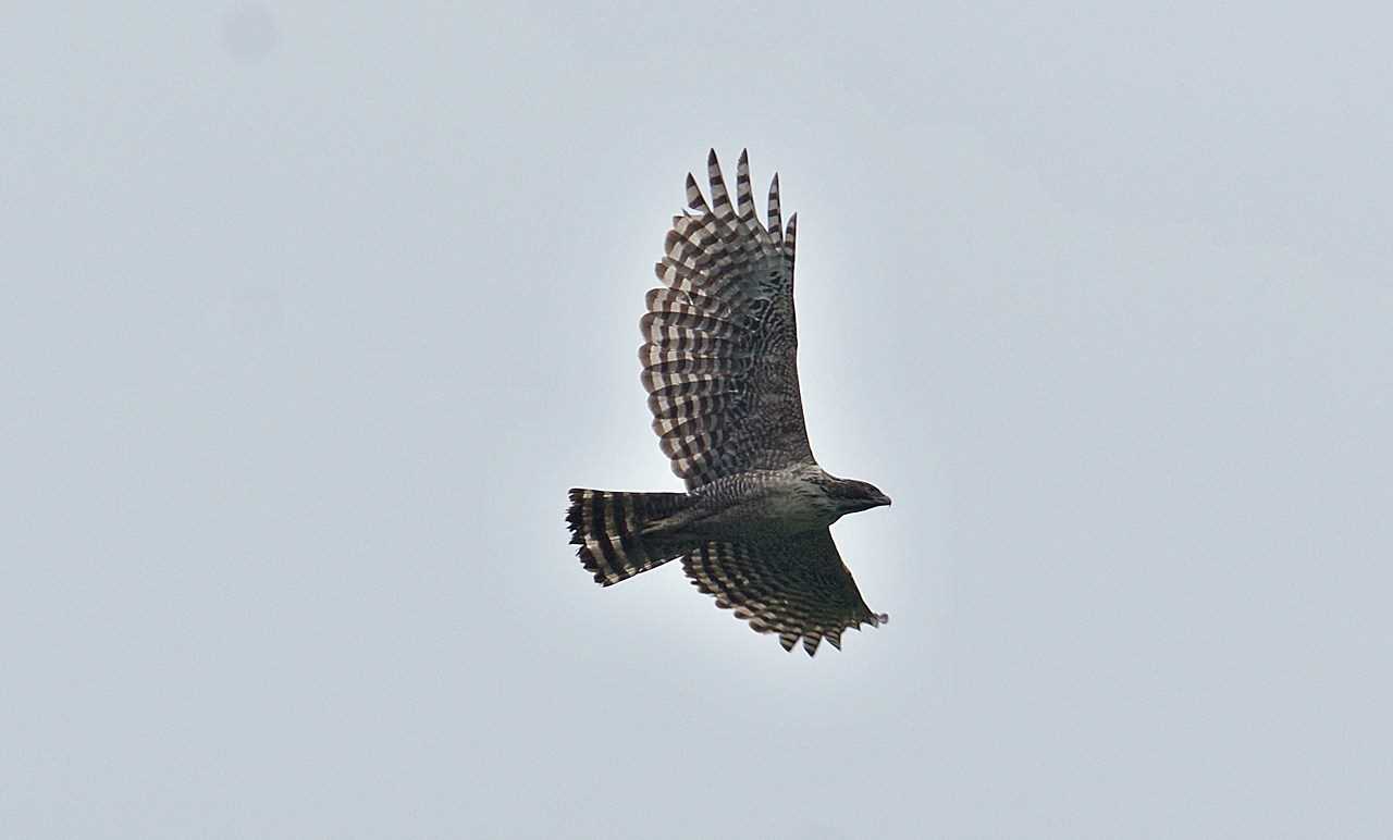 Photo of Mountain Hawk-Eagle at  by くまのみ