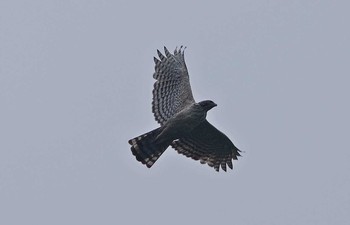 Mountain Hawk-Eagle Unknown Spots Thu, 6/29/2017