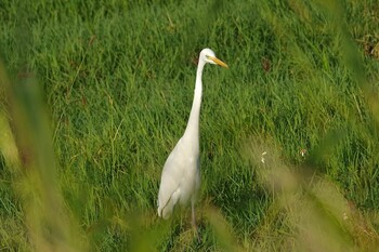 チュウサギ 小浜島(八重山郡) 2021年11月1日(月)