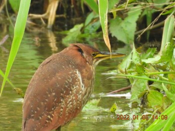 Cinnamon Bittern 金武町田いも畑(沖縄県) Wed, 1/5/2022