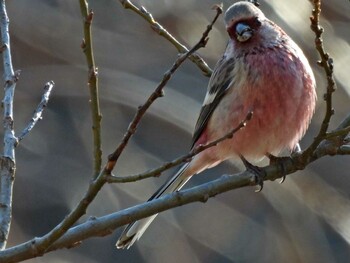 ベニマシコ 守谷野鳥のみち 2022年1月5日(水)