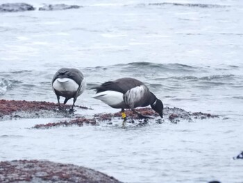 Brant Goose 函館市志海苔町 Sun, 1/2/2022