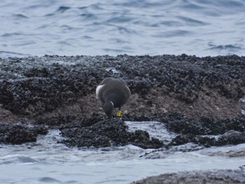 Brant Goose 函館市志海苔町 Sun, 1/2/2022