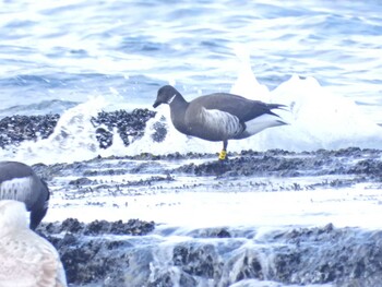 Brant Goose 函館市志海苔町 Sun, 1/2/2022