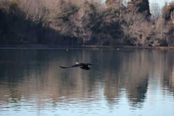 Blue Duck 茨城県上野沼 Tue, 1/4/2022